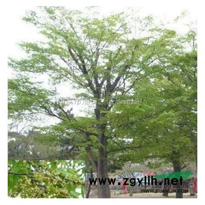 紅葉石楠圖片/紅葉石楠報價