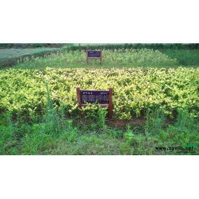 江蘇小葉女貞基地