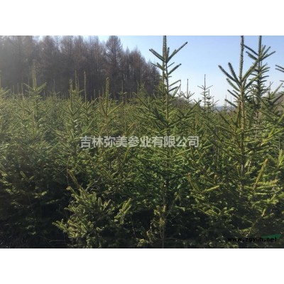 吉林省出售云杉1.5米~3米（80000棵）