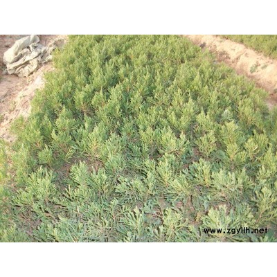 滁州龍柏2.5-3米報價/安徽滁州龍柏2.5-3米報價