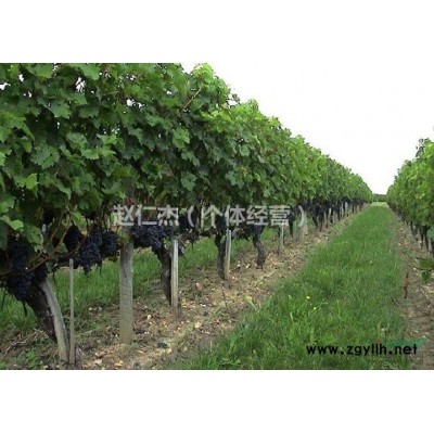北京茂盛果樹繁育基地常年批發(fā)北京占地果樹占地葡萄樹占地芍藥
