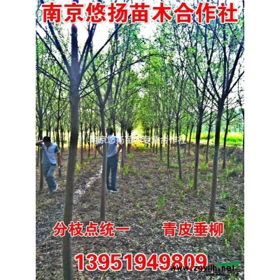 專業(yè)供應(yīng)本石楠球，精品紅葉石楠球，紅葉石楠小苗，高桿紅葉石楠