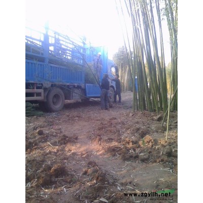 金葉蕕、紅帽月季、黃帽月季、豐花月季、灑金柏