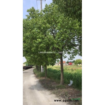大量供應(yīng)香樟樹