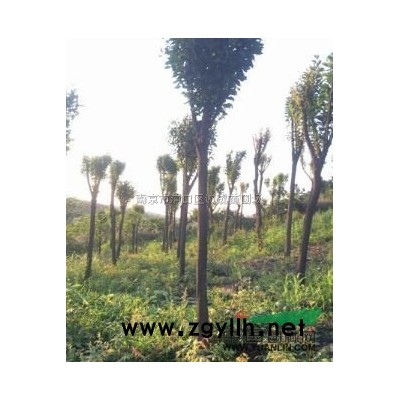 紫葉李圖片/紫葉李報價