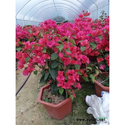 福建漳州地區長期供應各種規格三角梅