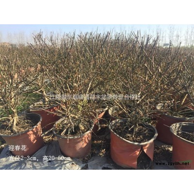 湖北地區(qū)供應(yīng)白梔花直徑3-8cm，高20-40cm