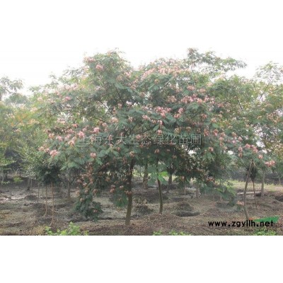 轉讓欒樹櫸樹樸樹苗圃1200畝