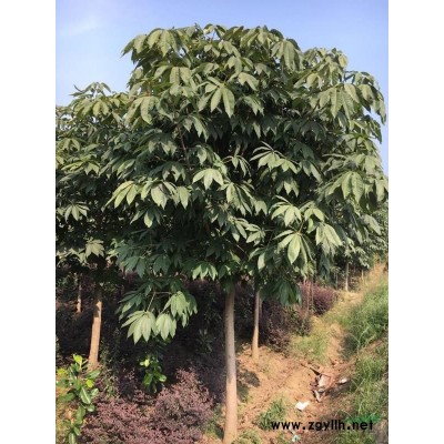 *供應胸徑1～25cm的七葉樹