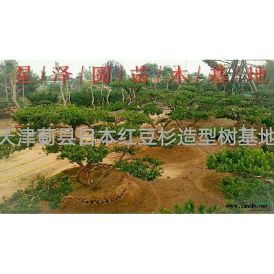 日本紅豆杉造型樹(shù)基地