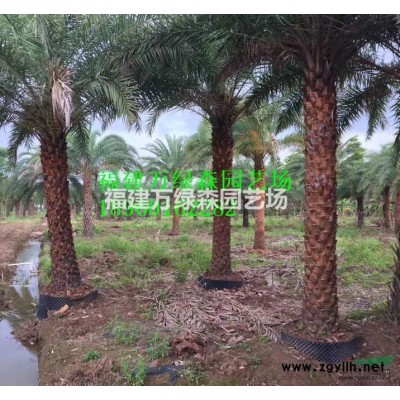 福建小葉榕，大量供應小葉榕25公分30公分35公分40公分