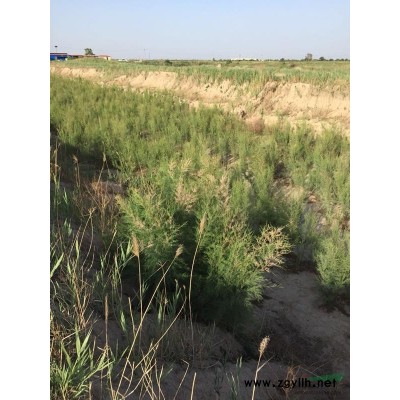 檉柳（抗鹽堿，抗倒伏，綠化樹苗）