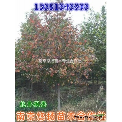 南京蜀檜，蜀檜基地直接批發(fā)1米蜀檜1.5米蜀檜，2米蜀檜龍柏