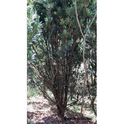 樂東擬單性木蘭