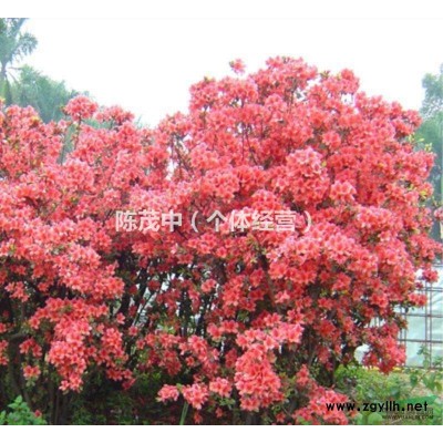 出售野生杜鵑花大小杜鵑，映山紅。