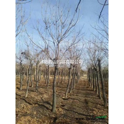 欒樹十公分出售