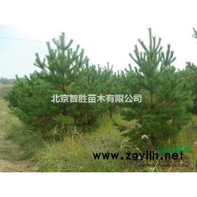 供應(yīng)山丁子（山荊子）胸徑3CM-29CM