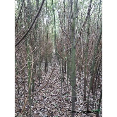 荊州1-5公分香樟