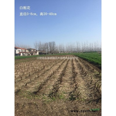 湖北地區(qū)供應(yīng)紫薇直徑2-3cm，高40-80cm