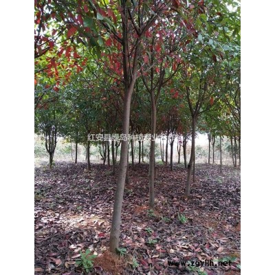 3-7公分紅葉石楠，3-10公分欒樹