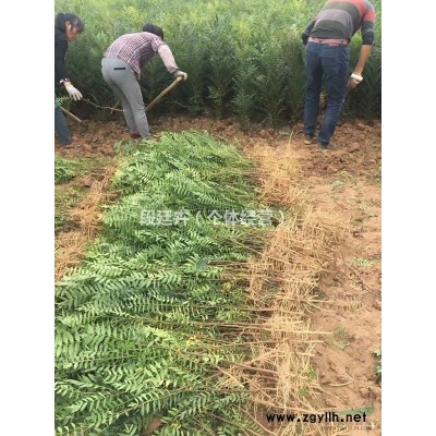大量出售  文冠果樹苗