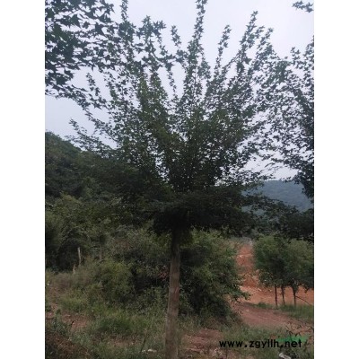 湖北隨州楓和五角楓銷售基地