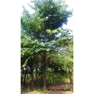 供應(yīng)歐洲榛子苗2000棵