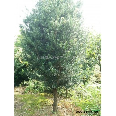 各種規(guī)格的夏鵑