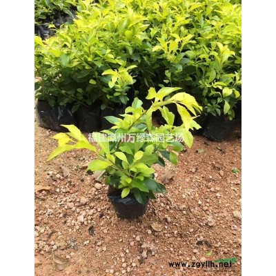 福建胸徑20cm骨架鳳凰木 福建胸徑25cm骨架鳳凰木