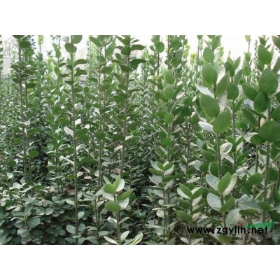 紫薇圖片\紫薇報(bào)價(jià)