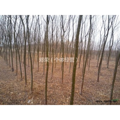 個人出售白蠟樹苗