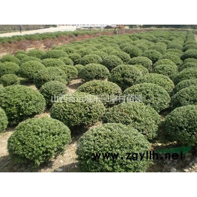 山西運城大量供應冬青、檜柏、女貞、碧桃、百日紅、紅葉李等苗木