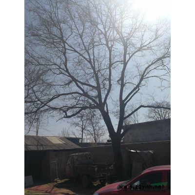 北京大興老式國槐樹一棵，60年樹齡