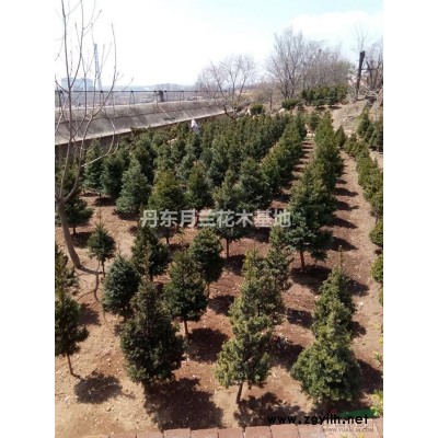 日本喬木紅豆杉