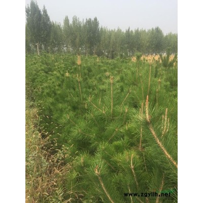 便宜處理三米高油松