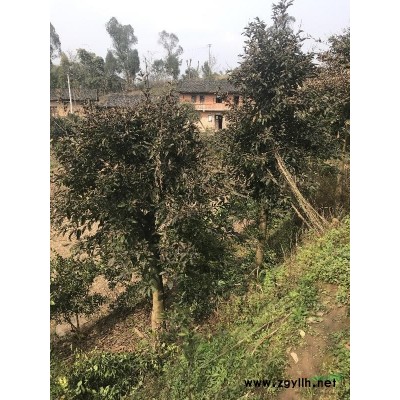 重慶地區供應30-35公分黃角樹