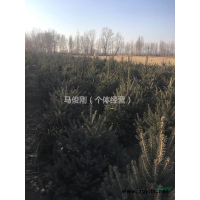 出售各類松樹柏樹楊樹