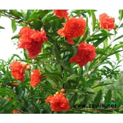 紫葉李——平陸濱河農(nóng)林供應(yīng)優(yōu)質(zhì)紫葉李