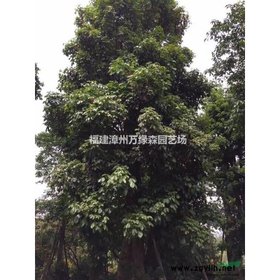 福建海南灑金哪里有 海南灑金價格是多少 海南灑金哪里*多