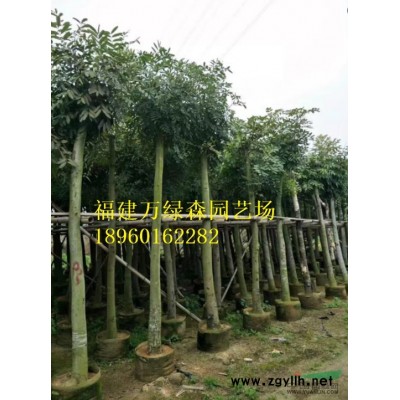 福建棕竹杯苗銷售，棕竹小袋苗批發，棕竹的價格，棕竹報價