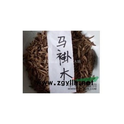 美國紫薇 紅火球紫薇 廠家直銷品質可信