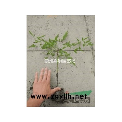成都郫縣溫江崇州長期低價供應紅豆杉等喬灌木