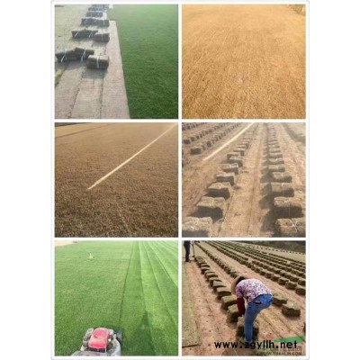 紅葉石楠苗，毛球，光球