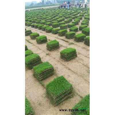 低價銷售：精品樸樹，紅葉石楠球，杉木棒