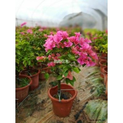 同安紅小紅盆三角梅