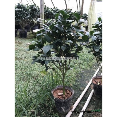 福建龍巖永福青葉碧玉豆瓣綠四季常青觀葉植物批發零售