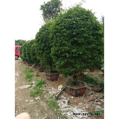 福建省漳州供應三角梅