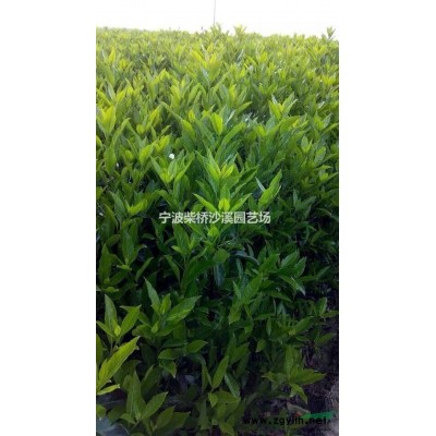 因土地被征用，現有一批15-18公分的羅漢松處理。