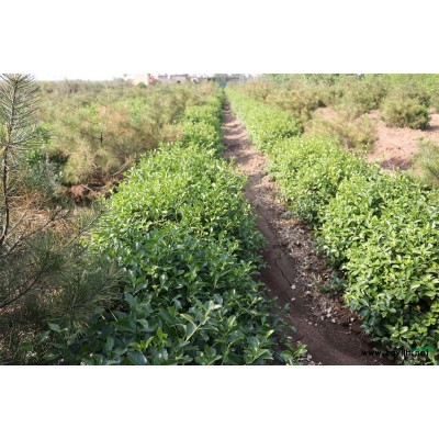 淄博周村枸骨球圖片