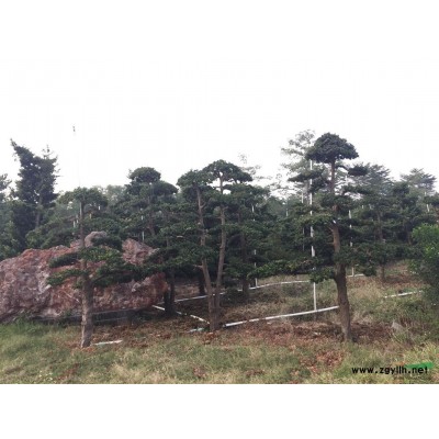 北海成型羅漢松多干樹成型風景綠化樹直樹